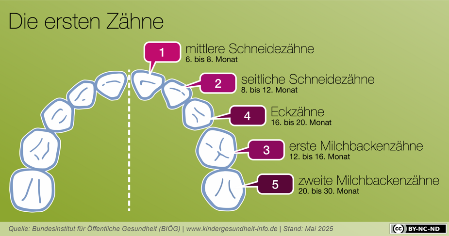Die ersten Zähne